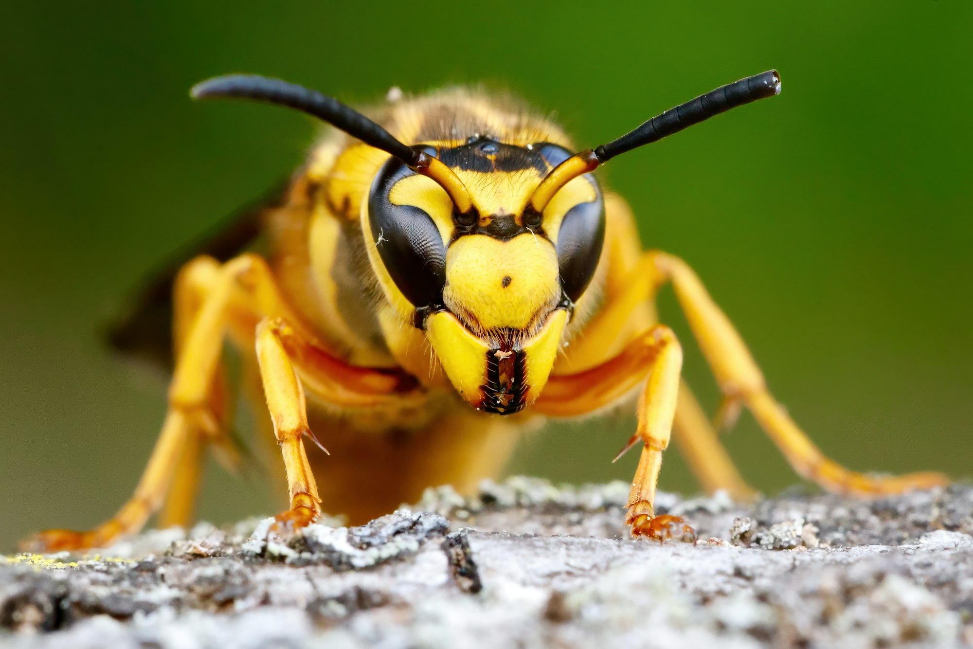 Macro shot of a wasp against a green background